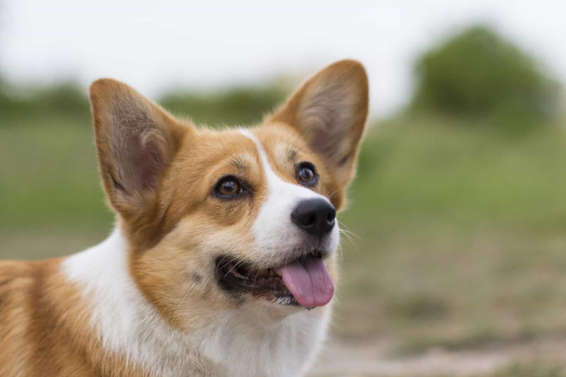 30. Cane Corso, 29. Bull Terrier, 28. Chow-Chow, 27. English Mastiff, 26. Jack Russell Terrier, 25. Akita, 24. Great Dane, 23. Border Collie, 22. Australian Shepherd, 21. Dobermann, 20. Maltese, 19. Pembroke Welsh Corgi, 18. Shiba Inu, 17. Rottweiler, 16. Beagle, 15. American Pit Bull Terrier, 14. Shih Tzu, 13. Dachshund, 12. Yorkshire Terrier, 11. Boxer, 10. Pomeranian, 9. French Bulldog, 8. Chihuahua, 7. Poodle, 6. Golden Retriever, 4. Siberian Husky, 3. Labrador Retriever, 2. German Shepherd, 1. Bulldog