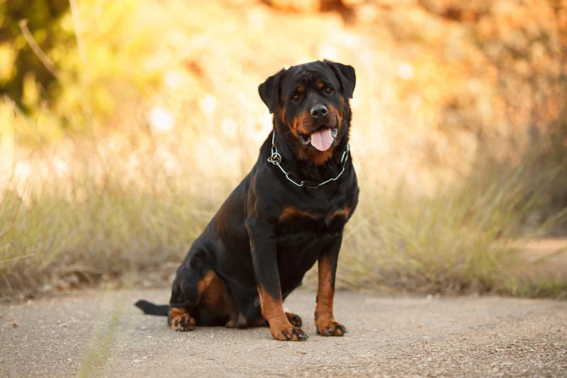 30. Cane Corso, 29. Bull Terrier, 28. Chow-Chow, 27. English Mastiff, 26. Jack Russell Terrier, 25. Akita, 24. Great Dane, 23. Border Collie, 22. Australian Shepherd, 21. Dobermann, 20. Maltese, 19. Pembroke Welsh Corgi, 18. Shiba Inu, 17. Rottweiler, 16. Beagle, 15. American Pit Bull Terrier, 14. Shih Tzu, 13. Dachshund, 12. Yorkshire Terrier, 11. Boxer, 10. Pomeranian, 9. French Bulldog, 8. Chihuahua, 7. Poodle, 6. Golden Retriever, 4. Siberian Husky, 3. Labrador Retriever, 2. German Shepherd, 1. Bulldog