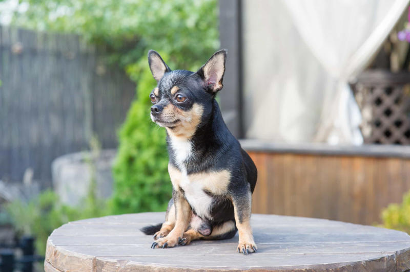30. Cane Corso, 29. Bull Terrier, 28. Chow-Chow, 27. English Mastiff, 26. Jack Russell Terrier, 25. Akita, 24. Great Dane, 23. Border Collie, 22. Australian Shepherd, 21. Dobermann, 20. Maltese, 19. Pembroke Welsh Corgi, 18. Shiba Inu, 17. Rottweiler, 16. Beagle, 15. American Pit Bull Terrier, 14. Shih Tzu, 13. Dachshund, 12. Yorkshire Terrier, 11. Boxer, 10. Pomeranian, 9. French Bulldog, 8. Chihuahua, 7. Poodle, 6. Golden Retriever, 4. Siberian Husky, 3. Labrador Retriever, 2. German Shepherd, 1. Bulldog