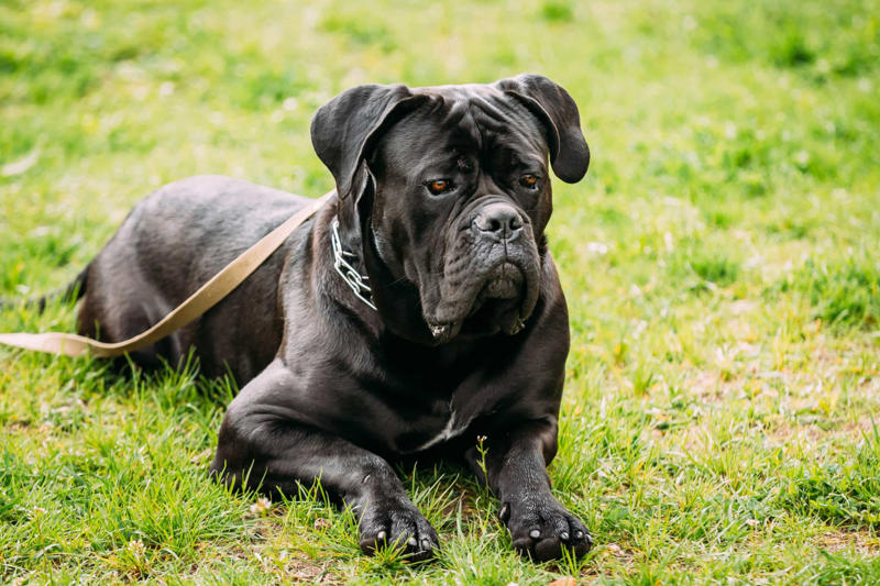 30. Cane Corso, 29. Bull Terrier, 28. Chow-Chow, 27. English Mastiff, 26. Jack Russell Terrier, 25. Akita, 24. Great Dane, 23. Border Collie, 22. Australian Shepherd, 21. Dobermann, 20. Maltese, 19. Pembroke Welsh Corgi, 18. Shiba Inu, 17. Rottweiler, 16. Beagle, 15. American Pit Bull Terrier, 14. Shih Tzu, 13. Dachshund, 12. Yorkshire Terrier, 11. Boxer, 10. Pomeranian, 9. French Bulldog, 8. Chihuahua, 7. Poodle, 6. Golden Retriever, 4. Siberian Husky, 3. Labrador Retriever, 2. German Shepherd, 1. Bulldog
