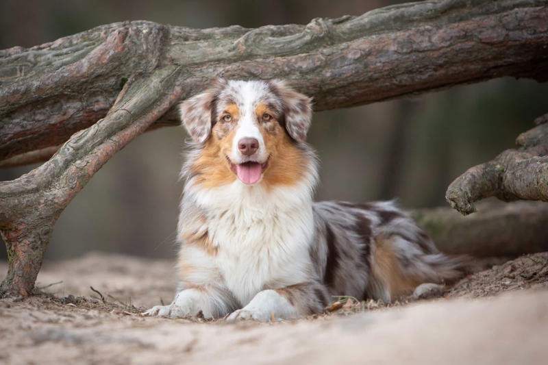 30. Cane Corso, 29. Bull Terrier, 28. Chow-Chow, 27. English Mastiff, 26. Jack Russell Terrier, 25. Akita, 24. Great Dane, 23. Border Collie, 22. Australian Shepherd, 21. Dobermann, 20. Maltese, 19. Pembroke Welsh Corgi, 18. Shiba Inu, 17. Rottweiler, 16. Beagle, 15. American Pit Bull Terrier, 14. Shih Tzu, 13. Dachshund, 12. Yorkshire Terrier, 11. Boxer, 10. Pomeranian, 9. French Bulldog, 8. Chihuahua, 7. Poodle, 6. Golden Retriever, 4. Siberian Husky, 3. Labrador Retriever, 2. German Shepherd, 1. Bulldog