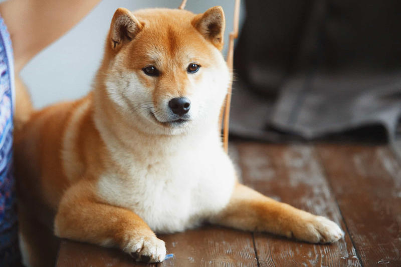 30. Cane Corso, 29. Bull Terrier, 28. Chow-Chow, 27. English Mastiff, 26. Jack Russell Terrier, 25. Akita, 24. Great Dane, 23. Border Collie, 22. Australian Shepherd, 21. Dobermann, 20. Maltese, 19. Pembroke Welsh Corgi, 18. Shiba Inu, 17. Rottweiler, 16. Beagle, 15. American Pit Bull Terrier, 14. Shih Tzu, 13. Dachshund, 12. Yorkshire Terrier, 11. Boxer, 10. Pomeranian, 9. French Bulldog, 8. Chihuahua, 7. Poodle, 6. Golden Retriever, 4. Siberian Husky, 3. Labrador Retriever, 2. German Shepherd, 1. Bulldog