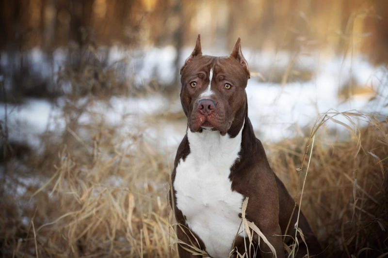 30. Cane Corso, 29. Bull Terrier, 28. Chow-Chow, 27. English Mastiff, 26. Jack Russell Terrier, 25. Akita, 24. Great Dane, 23. Border Collie, 22. Australian Shepherd, 21. Dobermann, 20. Maltese, 19. Pembroke Welsh Corgi, 18. Shiba Inu, 17. Rottweiler, 16. Beagle, 15. American Pit Bull Terrier, 14. Shih Tzu, 13. Dachshund, 12. Yorkshire Terrier, 11. Boxer, 10. Pomeranian, 9. French Bulldog, 8. Chihuahua, 7. Poodle, 6. Golden Retriever, 4. Siberian Husky, 3. Labrador Retriever, 2. German Shepherd, 1. Bulldog