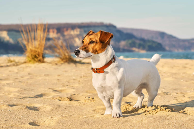 30. Cane Corso, 29. Bull Terrier, 28. Chow-Chow, 27. English Mastiff, 26. Jack Russell Terrier, 25. Akita, 24. Great Dane, 23. Border Collie, 22. Australian Shepherd, 21. Dobermann, 20. Maltese, 19. Pembroke Welsh Corgi, 18. Shiba Inu, 17. Rottweiler, 16. Beagle, 15. American Pit Bull Terrier, 14. Shih Tzu, 13. Dachshund, 12. Yorkshire Terrier, 11. Boxer, 10. Pomeranian, 9. French Bulldog, 8. Chihuahua, 7. Poodle, 6. Golden Retriever, 4. Siberian Husky, 3. Labrador Retriever, 2. German Shepherd, 1. Bulldog
