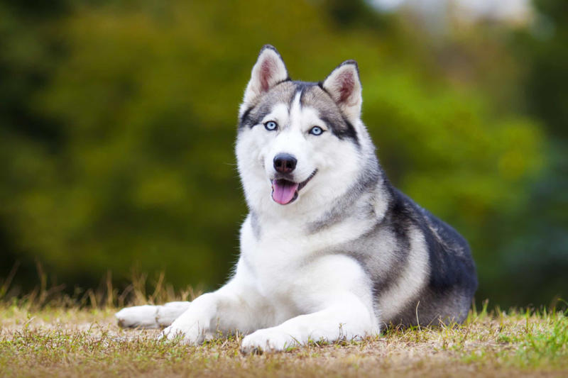 30. Cane Corso, 29. Bull Terrier, 28. Chow-Chow, 27. English Mastiff, 26. Jack Russell Terrier, 25. Akita, 24. Great Dane, 23. Border Collie, 22. Australian Shepherd, 21. Dobermann, 20. Maltese, 19. Pembroke Welsh Corgi, 18. Shiba Inu, 17. Rottweiler, 16. Beagle, 15. American Pit Bull Terrier, 14. Shih Tzu, 13. Dachshund, 12. Yorkshire Terrier, 11. Boxer, 10. Pomeranian, 9. French Bulldog, 8. Chihuahua, 7. Poodle, 6. Golden Retriever, 4. Siberian Husky, 3. Labrador Retriever, 2. German Shepherd, 1. Bulldog
