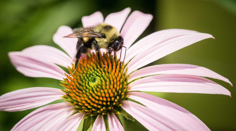 The creation of killer bees Irreversible cell differentiation, Spontaneous generation, Phrenology, Geocentric theory, Phlogiston, The Piltdown Man, The age of the earth, The blank slate theory, Einstein's Universe, Planet Vulcan, The growing earth theory, The creation of killer bees, The fen-phen diet, The MTBE problem, The Milky Way as the entire universe