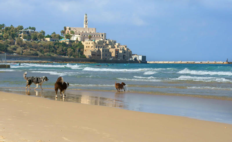 Tel Aviv, Israel Vancouver, Canada, Tel Aviv, Israel, New York City, USA, Sydney, Australia, Tokyo, Japan, Seattle, USA, Prague, Czech Republic, Berlin, Germany, Rome, Italy, London, England, San Francisco, USA, Geneva, Switzerland, Paris, France, Amsterdam, Netherlands, Toronto, Canada