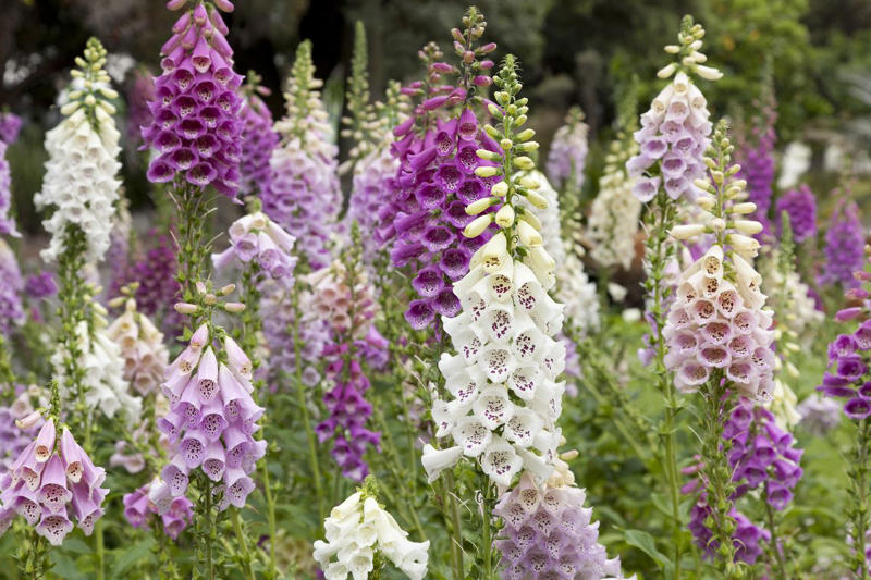 Hollyhocks, Delphiniums, Foxgloves, Masterwort