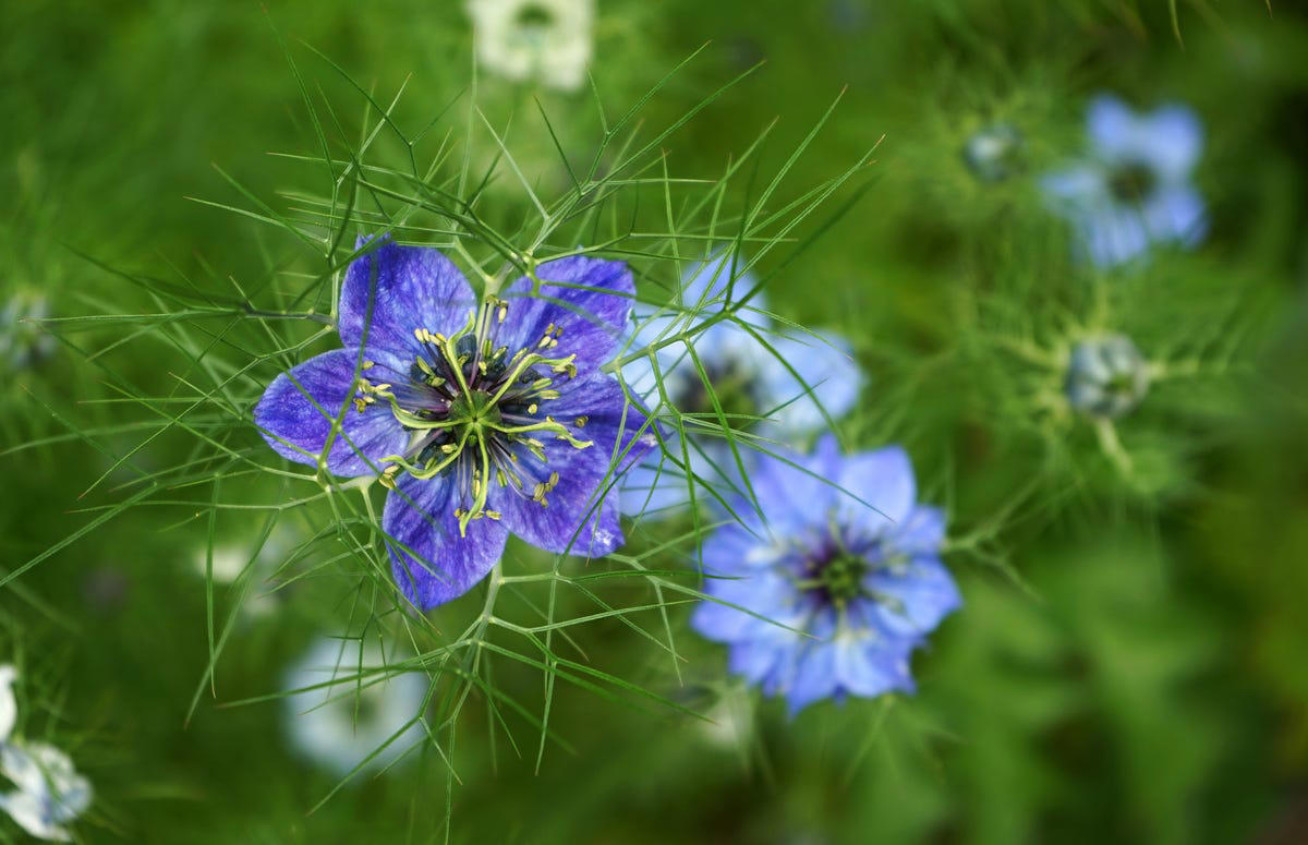 8) Love in a Mist 3) Cosmos, 5) Love in a Mist, 7) Morning Glory, 9) Moss Rose