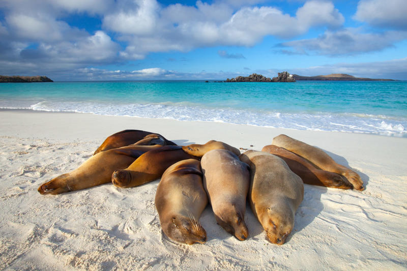 1. You’ll get close to wildlife you won’t see anywhere else, 2. There is otherworldly snorkelling, 3. You can see the planet at its most protected, 4. You’ll learn from the best in the biz, 5. Your holiday snaps will induce Instagram envy, 6. You can be a beach bum, 7. You can live the suite life, 8. There’s a wealth for wellness warriors, 9. All tastes are accommodated