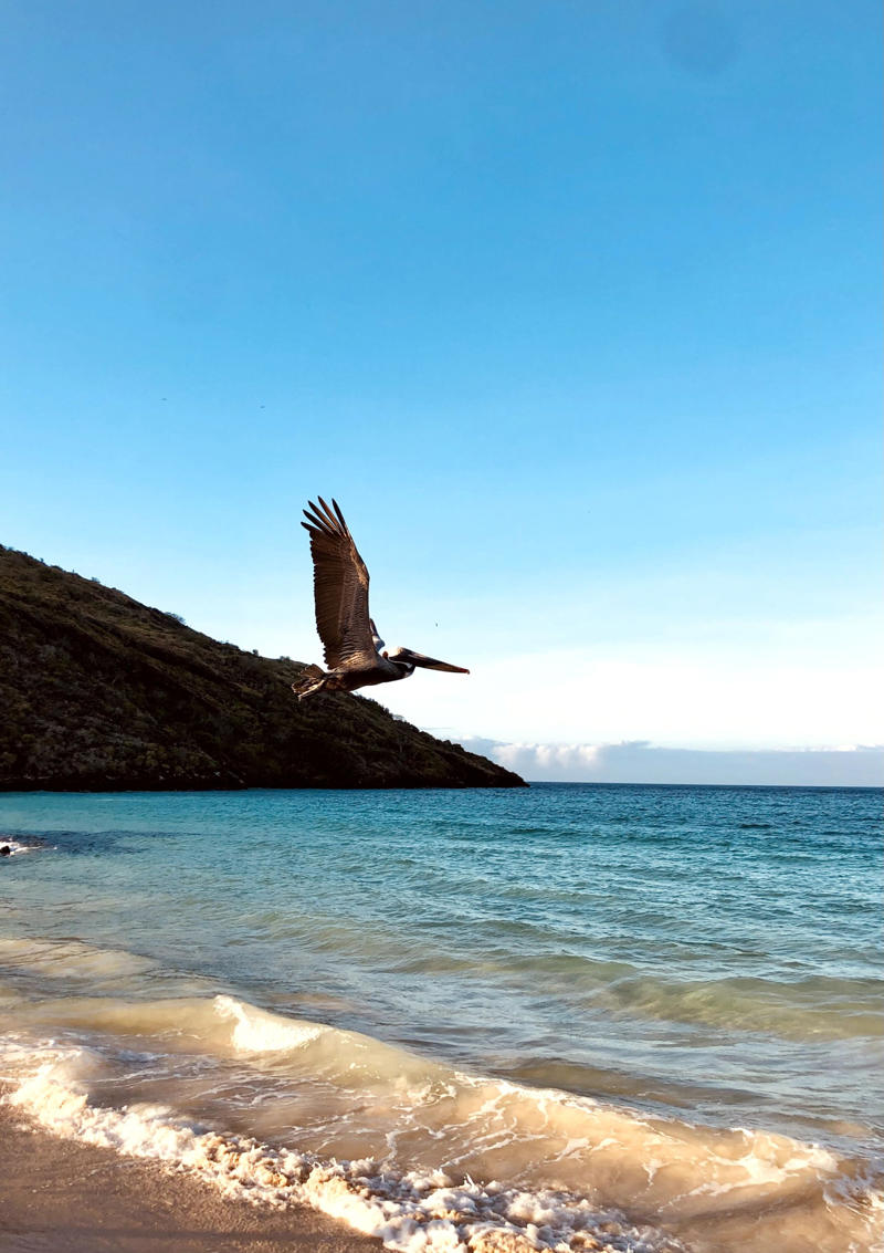 1. You’ll get close to wildlife you won’t see anywhere else, 2. There is otherworldly snorkelling, 3. You can see the planet at its most protected, 4. You’ll learn from the best in the biz, 5. Your holiday snaps will induce Instagram envy, 6. You can be a beach bum, 7. You can live the suite life, 8. There’s a wealth for wellness warriors, 9. All tastes are accommodated