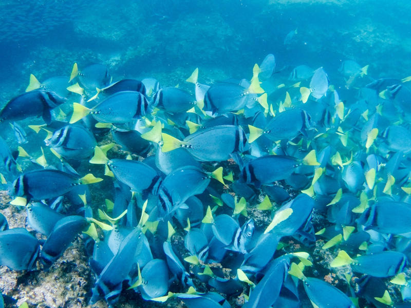 1. You’ll get close to wildlife you won’t see anywhere else, 2. There is otherworldly snorkelling, 3. You can see the planet at its most protected, 4. You’ll learn from the best in the biz, 5. Your holiday snaps will induce Instagram envy, 6. You can be a beach bum, 7. You can live the suite life, 8. There’s a wealth for wellness warriors, 9. All tastes are accommodated