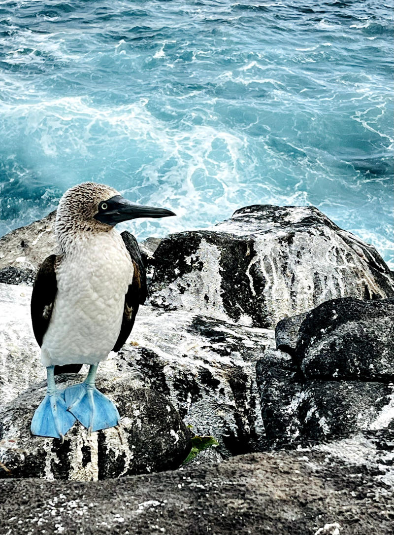 1. You’ll get close to wildlife you won’t see anywhere else, 2. There is otherworldly snorkelling, 3. You can see the planet at its most protected, 4. You’ll learn from the best in the biz, 5. Your holiday snaps will induce Instagram envy, 6. You can be a beach bum, 7. You can live the suite life, 8. There’s a wealth for wellness warriors, 9. All tastes are accommodated