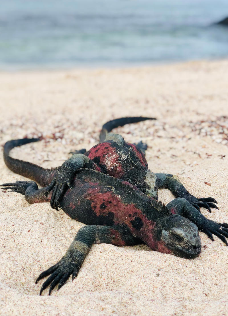 1. You’ll get close to wildlife you won’t see anywhere else, 2. There is otherworldly snorkelling, 3. You can see the planet at its most protected, 4. You’ll learn from the best in the biz, 5. Your holiday snaps will induce Instagram envy, 6. You can be a beach bum, 7. You can live the suite life, 8. There’s a wealth for wellness warriors, 9. All tastes are accommodated