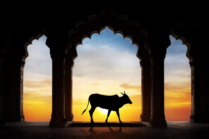 The sacred cow Sacred creatures: the countries that worship animals, The sacred cow, The tiger: a symbol of protection and strength, Elephants: icons of serenity and majesty, Pigs: symbols of luck and divine worship, Goats in ancient rituals and mythology, Dogs: sacred guardians, Horses: symbols of deities, Cats: sacred and protected in ancient Egypt, Snakes: symbols of strength and renewal, The sacred bull: a universal symbol, Wolves: spiritual guardians or divine trials?, The sacred she-wolf, The eagle: a sacred symbol in Native American culture, Lions: guardians in China and divine symbols in Egypt, Sacred sheep and Banebdjedet: Egyptian symbolism