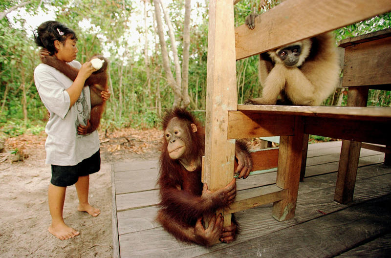 Indonesia Venezuela, Indonesia, Colombia, United States, Thailand, Australia
