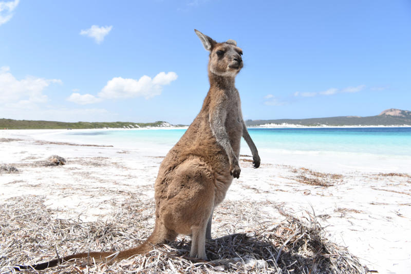 Australia Venezuela, Indonesia, Colombia, United States, Thailand, Australia