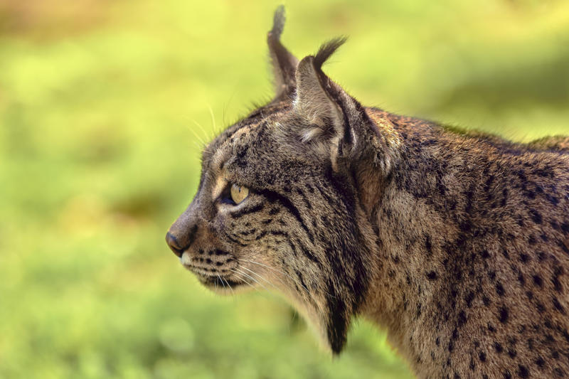 Living in the cold, Four species, Eurasian lynx, Canadian lynx, Tufted ears for the win, Solitary by nature, Master of stealth, Short but strong tail, Eyes like a hawk, Winter romance, Fast learners, Large territories, Tree climber extraordinaire, Prey populations matter, Camera-shy creatures