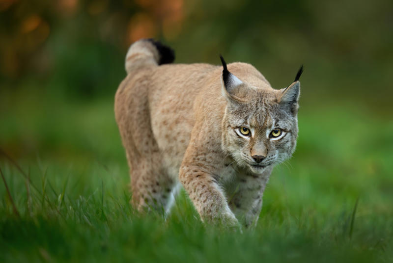 Living in the cold, Four species, Eurasian lynx, Canadian lynx, Tufted ears for the win, Solitary by nature, Master of stealth, Short but strong tail, Eyes like a hawk, Winter romance, Fast learners, Large territories, Tree climber extraordinaire, Prey populations matter, Camera-shy creatures