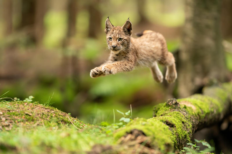 Living in the cold, Four species, Eurasian lynx, Canadian lynx, Tufted ears for the win, Solitary by nature, Master of stealth, Short but strong tail, Eyes like a hawk, Winter romance, Fast learners, Large territories, Tree climber extraordinaire, Prey populations matter, Camera-shy creatures