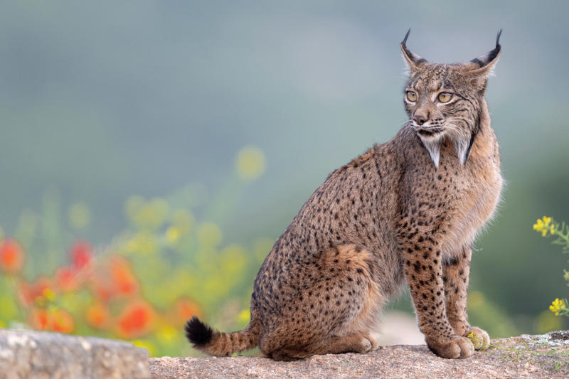 Living in the cold, Four species, Eurasian lynx, Canadian lynx, Tufted ears for the win, Solitary by nature, Master of stealth, Short but strong tail, Eyes like a hawk, Winter romance, Fast learners, Large territories, Tree climber extraordinaire, Prey populations matter, Camera-shy creatures