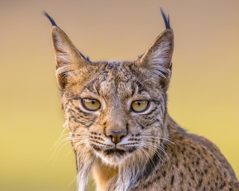 Living in the cold, Four species, Eurasian lynx, Canadian lynx, Tufted ears for the win, Solitary by nature, Master of stealth, Short but strong tail, Eyes like a hawk, Winter romance, Fast learners, Large territories, Tree climber extraordinaire, Prey populations matter, Camera-shy creatures