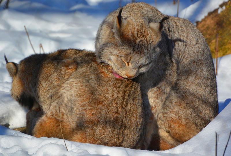 Living in the cold, Four species, Eurasian lynx, Canadian lynx, Tufted ears for the win, Solitary by nature, Master of stealth, Short but strong tail, Eyes like a hawk, Winter romance, Fast learners, Large territories, Tree climber extraordinaire, Prey populations matter, Camera-shy creatures
