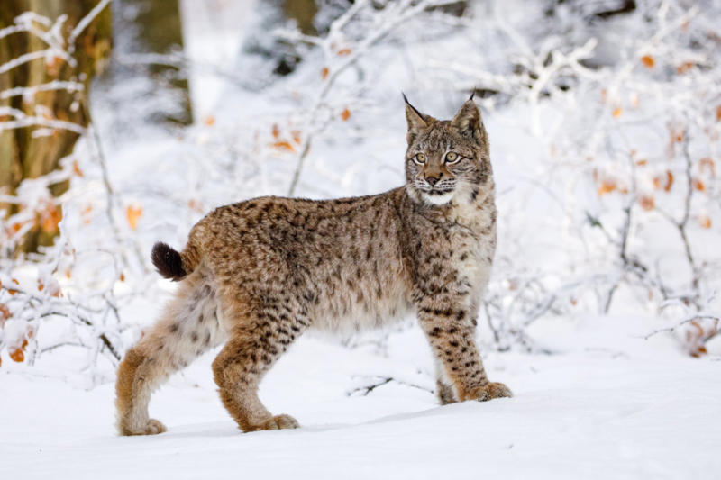 Living in the cold, Four species, Eurasian lynx, Canadian lynx, Tufted ears for the win, Solitary by nature, Master of stealth, Short but strong tail, Eyes like a hawk, Winter romance, Fast learners, Large territories, Tree climber extraordinaire, Prey populations matter, Camera-shy creatures