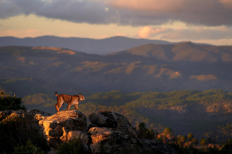 Living in the cold, Four species, Eurasian lynx, Canadian lynx, Tufted ears for the win, Solitary by nature, Master of stealth, Short but strong tail, Eyes like a hawk, Winter romance, Fast learners, Large territories, Tree climber extraordinaire, Prey populations matter, Camera-shy creatures