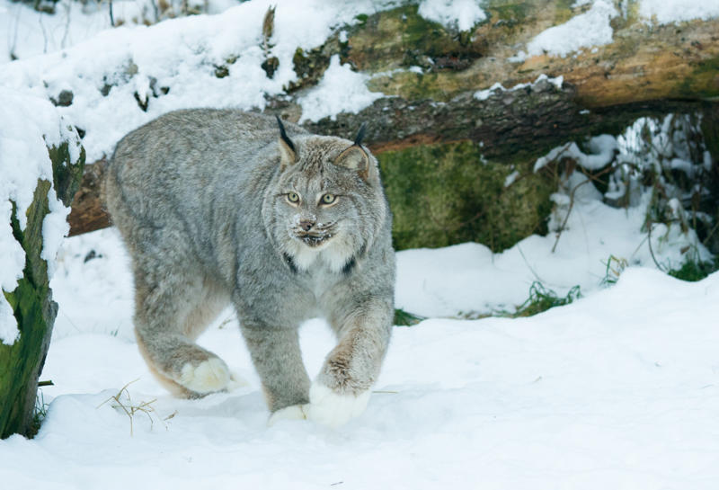 Living in the cold, Four species, Eurasian lynx, Canadian lynx, Tufted ears for the win, Solitary by nature, Master of stealth, Short but strong tail, Eyes like a hawk, Winter romance, Fast learners, Large territories, Tree climber extraordinaire, Prey populations matter, Camera-shy creatures