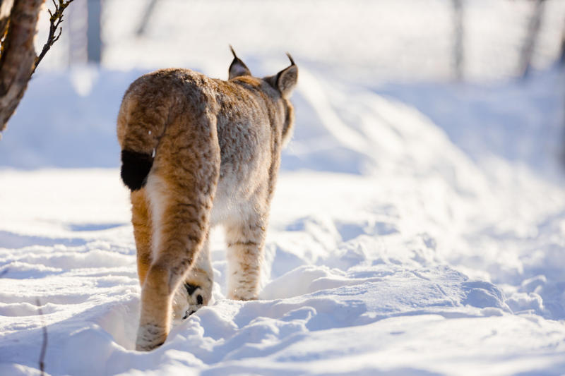 Living in the cold, Four species, Eurasian lynx, Canadian lynx, Tufted ears for the win, Solitary by nature, Master of stealth, Short but strong tail, Eyes like a hawk, Winter romance, Fast learners, Large territories, Tree climber extraordinaire, Prey populations matter, Camera-shy creatures