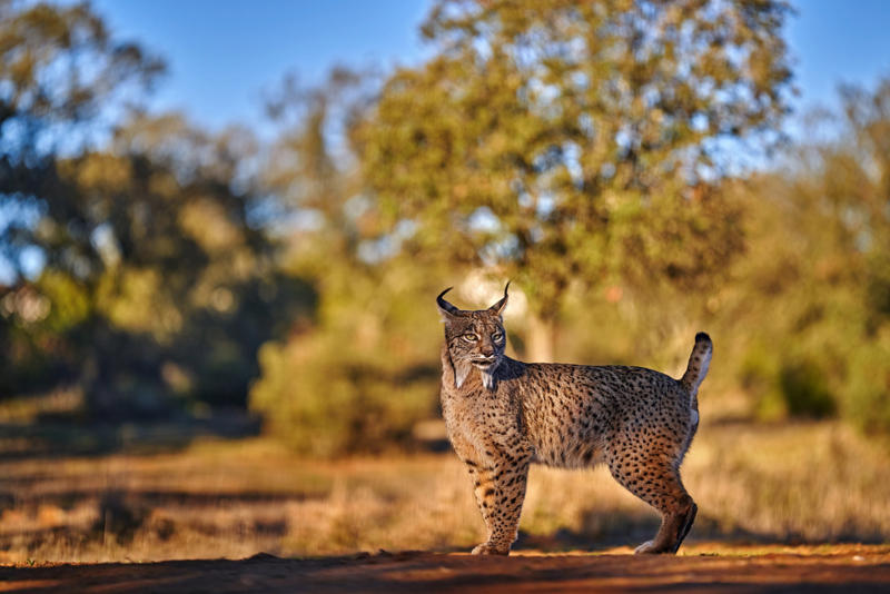 Living in the cold, Four species, Eurasian lynx, Canadian lynx, Tufted ears for the win, Solitary by nature, Master of stealth, Short but strong tail, Eyes like a hawk, Winter romance, Fast learners, Large territories, Tree climber extraordinaire, Prey populations matter, Camera-shy creatures