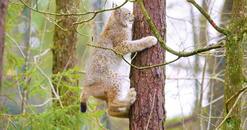 Living in the cold, Four species, Eurasian lynx, Canadian lynx, Tufted ears for the win, Solitary by nature, Master of stealth, Short but strong tail, Eyes like a hawk, Winter romance, Fast learners, Large territories, Tree climber extraordinaire, Prey populations matter, Camera-shy creatures