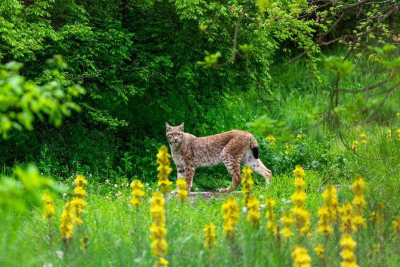 Living in the cold, Four species, Eurasian lynx, Canadian lynx, Tufted ears for the win, Solitary by nature, Master of stealth, Short but strong tail, Eyes like a hawk, Winter romance, Fast learners, Large territories, Tree climber extraordinaire, Prey populations matter, Camera-shy creatures