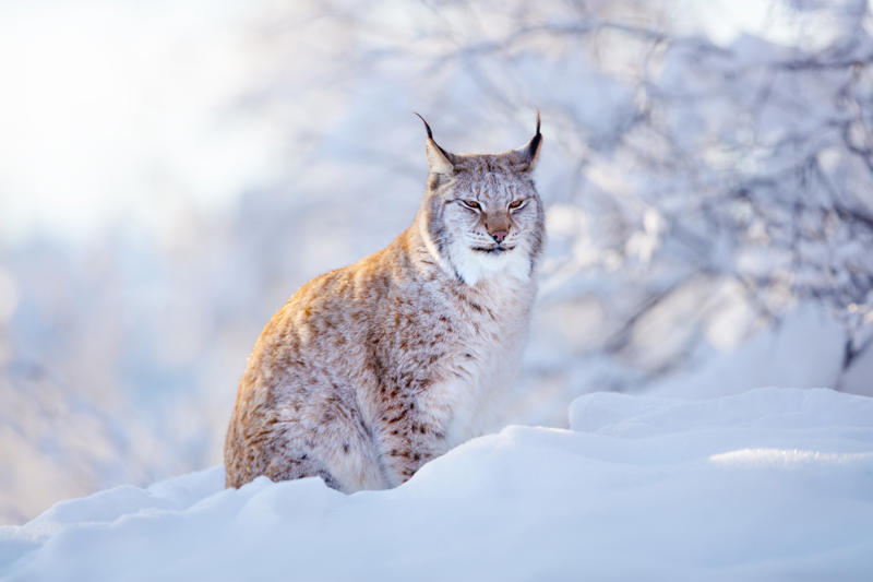 Living in the cold, Four species, Eurasian lynx, Canadian lynx, Tufted ears for the win, Solitary by nature, Master of stealth, Short but strong tail, Eyes like a hawk, Winter romance, Fast learners, Large territories, Tree climber extraordinaire, Prey populations matter, Camera-shy creatures