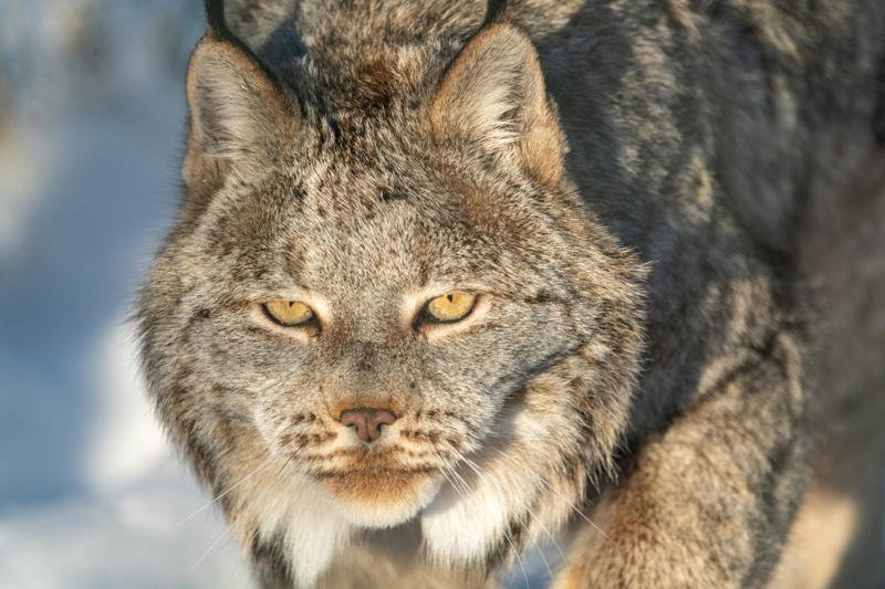 Living in the cold, Four species, Eurasian lynx, Canadian lynx, Tufted ears for the win, Solitary by nature, Master of stealth, Short but strong tail, Eyes like a hawk, Winter romance, Fast learners, Large territories, Tree climber extraordinaire, Prey populations matter, Camera-shy creatures