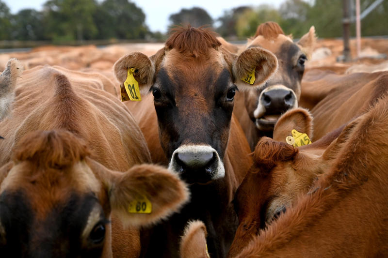 Vulnerability of the milk economy Leasing agreement, New agreement with GoDaddy, Deal brings in a sixth of GDP, Climate crisis, URL suffix, Ethiopia's trade, Ethiopia's exports, Pending agreement between Ethiopia and Somaliland, Local investment, The world's largest sovereign wealth fund, Production, Vulnerability of the milk economy
