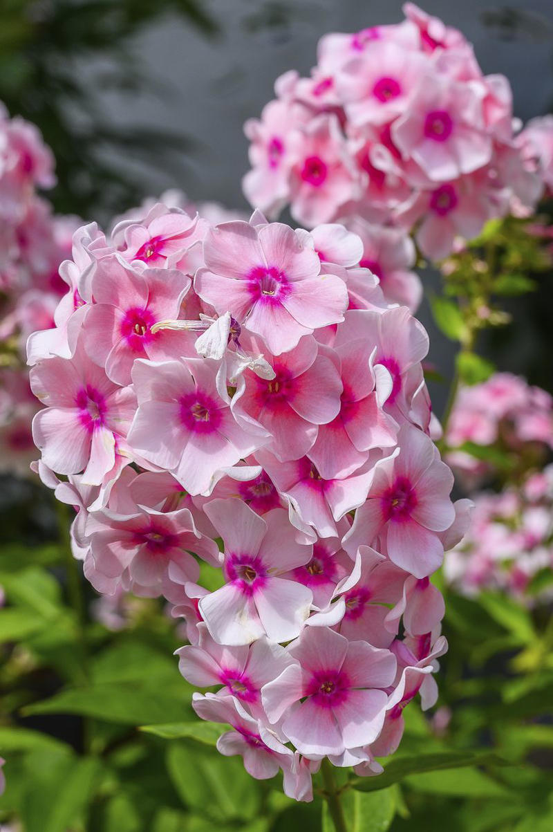 18) Phlox 1) Bearded Iris, 2) Rudbeckia Hirta (Black-Eyed Susan), 3) Hydrangeas, 4) Lavender, 6) Astereae (Asters), 7) Daffodils, 8) Monarda Didyma (Bee Balms), 9) Achillea (Yarrow), 10) Allium, 11) Tulips, 12) Solidago (Goldenrod), 14) Digitalis Dalmatian (Foxglove), 15) Leucanthemum (Shasta Daisy), 16) Stonecrop (Sedum), 17) Daylily (Hemerocallis), 18) Phlox, 19) Lupines, 20) Echinacea (Coneflowers), 21) Butterfly Bush (Summer Lilacs), 22) Hostas, 23) Mother of Thyme, 24) Clematis, 25) Amsonia (Blue Star), 26) False Indigo (Baptisia), 27) Coreopsis (Tickseed), 28) Salvias (Sage)