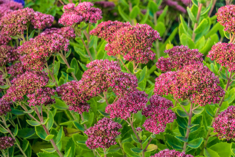 16) Stonecrop (Sedum) 1) Bearded Iris, 2) Rudbeckia Hirta (Black-Eyed Susan), 3) Hydrangeas, 4) Lavender, 6) Astereae (Asters), 7) Daffodils, 8) Monarda Didyma (Bee Balms), 9) Achillea (Yarrow), 10) Allium, 11) Tulips, 12) Solidago (Goldenrod), 14) Digitalis Dalmatian (Foxglove), 15) Leucanthemum (Shasta Daisy), 16) Stonecrop (Sedum), 17) Daylily (Hemerocallis), 18) Phlox, 19) Lupines, 20) Echinacea (Coneflowers), 21) Butterfly Bush (Summer Lilacs), 22) Hostas, 23) Mother of Thyme, 24) Clematis, 25) Amsonia (Blue Star), 26) False Indigo (Baptisia), 27) Coreopsis (Tickseed), 28) Salvias (Sage)