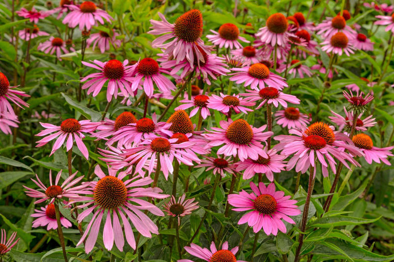 20) Echinacea (Coneflowers) 1) Bearded Iris, 2) Rudbeckia Hirta (Black-Eyed Susan), 3) Hydrangeas, 4) Lavender, 6) Astereae (Asters), 7) Daffodils, 8) Monarda Didyma (Bee Balms), 9) Achillea (Yarrow), 10) Allium, 11) Tulips, 12) Solidago (Goldenrod), 14) Digitalis Dalmatian (Foxglove), 15) Leucanthemum (Shasta Daisy), 16) Stonecrop (Sedum), 17) Daylily (Hemerocallis), 18) Phlox, 19) Lupines, 20) Echinacea (Coneflowers), 21) Butterfly Bush (Summer Lilacs), 22) Hostas, 23) Mother of Thyme, 24) Clematis, 25) Amsonia (Blue Star), 26) False Indigo (Baptisia), 27) Coreopsis (Tickseed), 28) Salvias (Sage)
