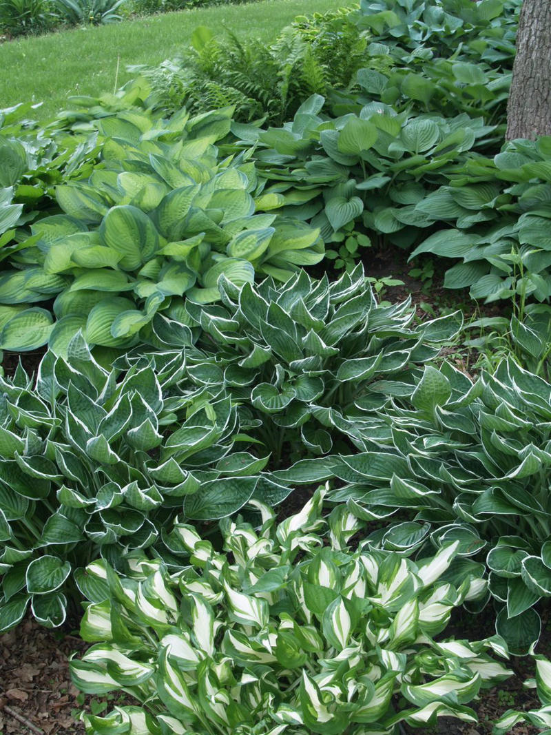22) Hostas 1) Bearded Iris, 2) Rudbeckia Hirta (Black-Eyed Susan), 3) Hydrangeas, 4) Lavender, 6) Astereae (Asters), 7) Daffodils, 8) Monarda Didyma (Bee Balms), 9) Achillea (Yarrow), 10) Allium, 11) Tulips, 12) Solidago (Goldenrod), 14) Digitalis Dalmatian (Foxglove), 15) Leucanthemum (Shasta Daisy), 16) Stonecrop (Sedum), 17) Daylily (Hemerocallis), 18) Phlox, 19) Lupines, 20) Echinacea (Coneflowers), 21) Butterfly Bush (Summer Lilacs), 22) Hostas, 23) Mother of Thyme, 24) Clematis, 25) Amsonia (Blue Star), 26) False Indigo (Baptisia), 27) Coreopsis (Tickseed), 28) Salvias (Sage)