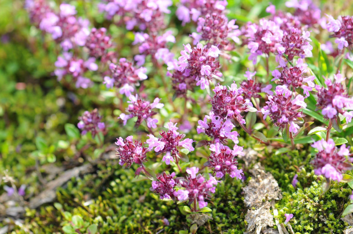 23) Mother of Thyme 1) Bearded Iris, 2) Rudbeckia Hirta (Black-Eyed Susan), 3) Hydrangeas, 4) Lavender, 6) Astereae (Asters), 7) Daffodils, 8) Monarda Didyma (Bee Balms), 9) Achillea (Yarrow), 10) Allium, 11) Tulips, 12) Solidago (Goldenrod), 14) Digitalis Dalmatian (Foxglove), 15) Leucanthemum (Shasta Daisy), 16) Stonecrop (Sedum), 17) Daylily (Hemerocallis), 18) Phlox, 19) Lupines, 20) Echinacea (Coneflowers), 21) Butterfly Bush (Summer Lilacs), 22) Hostas, 23) Mother of Thyme, 24) Clematis, 25) Amsonia (Blue Star), 26) False Indigo (Baptisia), 27) Coreopsis (Tickseed), 28) Salvias (Sage)