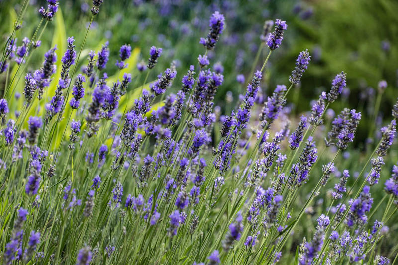 4) Lavender 1) Bearded Iris, 2) Rudbeckia Hirta (Black-Eyed Susan), 3) Hydrangeas, 4) Lavender, 6) Astereae (Asters), 7) Daffodils, 8) Monarda Didyma (Bee Balms), 9) Achillea (Yarrow), 10) Allium, 11) Tulips, 12) Solidago (Goldenrod), 14) Digitalis Dalmatian (Foxglove), 15) Leucanthemum (Shasta Daisy), 16) Stonecrop (Sedum), 17) Daylily (Hemerocallis), 18) Phlox, 19) Lupines, 20) Echinacea (Coneflowers), 21) Butterfly Bush (Summer Lilacs), 22) Hostas, 23) Mother of Thyme, 24) Clematis, 25) Amsonia (Blue Star), 26) False Indigo (Baptisia), 27) Coreopsis (Tickseed), 28) Salvias (Sage)