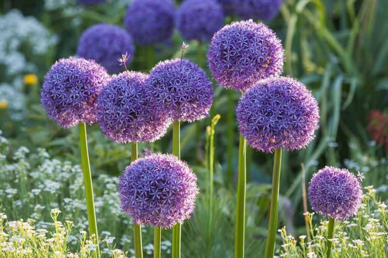10) Allium 1) Bearded Iris, 2) Rudbeckia Hirta (Black-Eyed Susan), 3) Hydrangeas, 4) Lavender, 6) Astereae (Asters), 7) Daffodils, 8) Monarda Didyma (Bee Balms), 9) Achillea (Yarrow), 10) Allium, 11) Tulips, 12) Solidago (Goldenrod), 14) Digitalis Dalmatian (Foxglove), 15) Leucanthemum (Shasta Daisy), 16) Stonecrop (Sedum), 17) Daylily (Hemerocallis), 18) Phlox, 19) Lupines, 20) Echinacea (Coneflowers), 21) Butterfly Bush (Summer Lilacs), 22) Hostas, 23) Mother of Thyme, 24) Clematis, 25) Amsonia (Blue Star), 26) False Indigo (Baptisia), 27) Coreopsis (Tickseed), 28) Salvias (Sage)