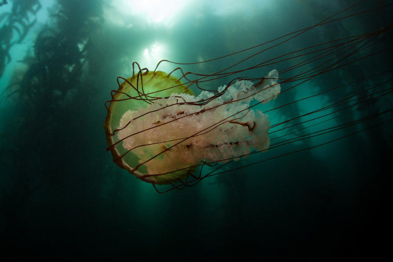 Biggest marsupial, Red kangaroo, Biggest lizard, Biggest bird, Biggest butterfly, Biggest animal on Earth, Biggest primate, Biggest rodent, Biggest bat, Biggest snake, Biggest fish, Biggest jellyfish, Biggest arthropod, Biggest bivalve