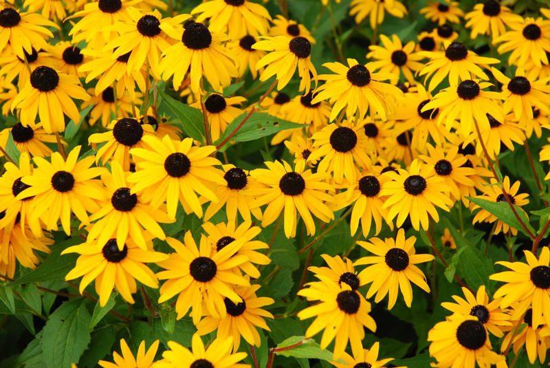 2) Rudbeckia Hirta (Black-Eyed Susan) 1) Bearded Iris, 2) Rudbeckia Hirta (Black-Eyed Susan), 3) Hydrangeas, 4) Lavender, 6) Astereae (Asters), 7) Daffodils, 8) Monarda Didyma (Bee Balms), 9) Achillea (Yarrow), 10) Allium, 11) Tulips, 12) Solidago (Goldenrod), 14) Digitalis Dalmatian (Foxglove), 15) Leucanthemum (Shasta Daisy), 16) Stonecrop (Sedum), 17) Daylily (Hemerocallis), 18) Phlox, 19) Lupines, 20) Echinacea (Coneflowers), 21) Butterfly Bush (Summer Lilacs), 22) Hostas, 23) Mother of Thyme, 24) Clematis, 25) Amsonia (Blue Star), 26) False Indigo (Baptisia), 27) Coreopsis (Tickseed), 28) Salvias (Sage)