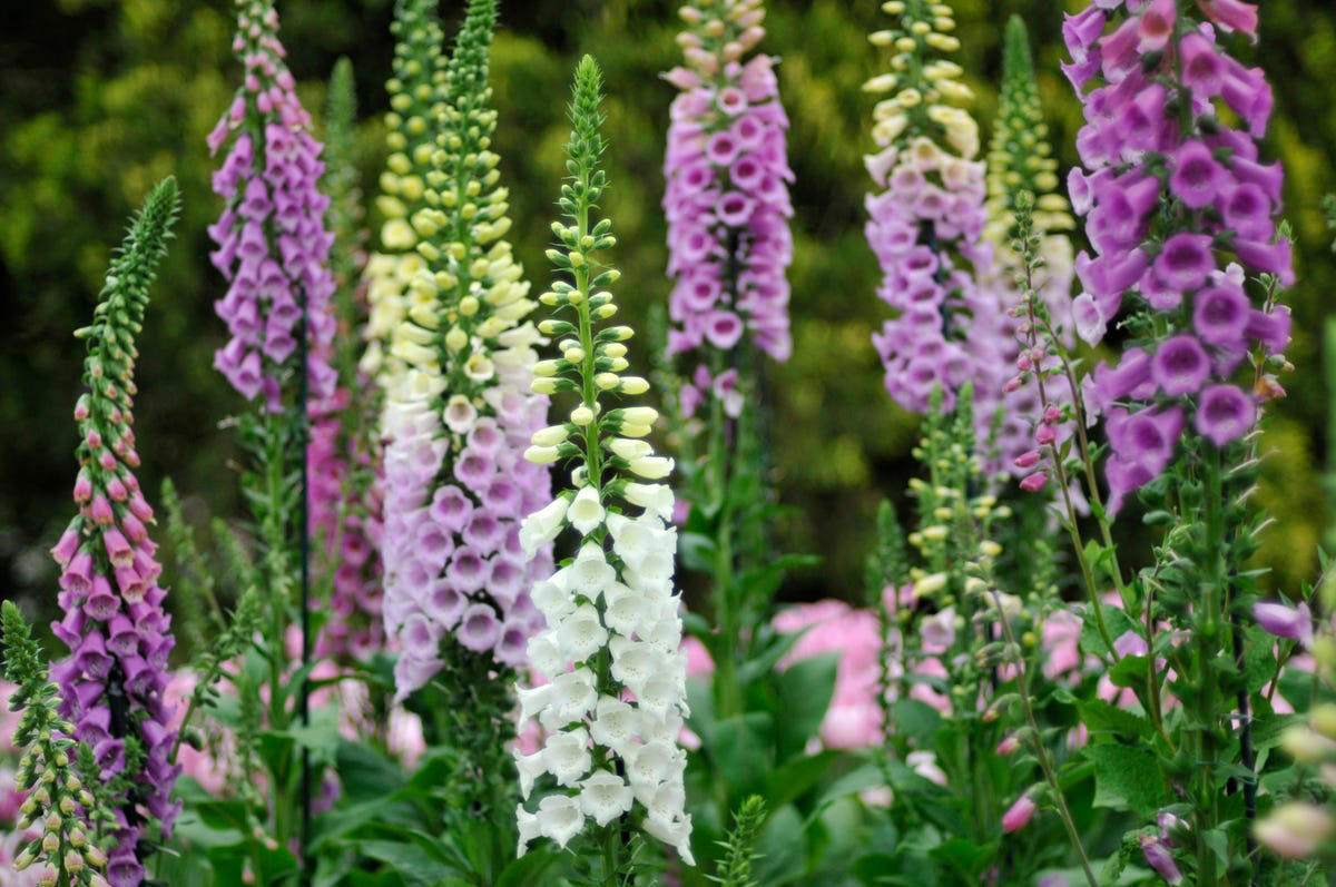 14) Digitalis Dalmatian (Foxglove) 1) Bearded Iris, 2) Rudbeckia Hirta (Black-Eyed Susan), 3) Hydrangeas, 4) Lavender, 6) Astereae (Asters), 7) Daffodils, 8) Monarda Didyma (Bee Balms), 9) Achillea (Yarrow), 10) Allium, 11) Tulips, 12) Solidago (Goldenrod), 14) Digitalis Dalmatian (Foxglove), 15) Leucanthemum (Shasta Daisy), 16) Stonecrop (Sedum), 17) Daylily (Hemerocallis), 18) Phlox, 19) Lupines, 20) Echinacea (Coneflowers), 21) Butterfly Bush (Summer Lilacs), 22) Hostas, 23) Mother of Thyme, 24) Clematis, 25) Amsonia (Blue Star), 26) False Indigo (Baptisia), 27) Coreopsis (Tickseed), 28) Salvias (Sage)