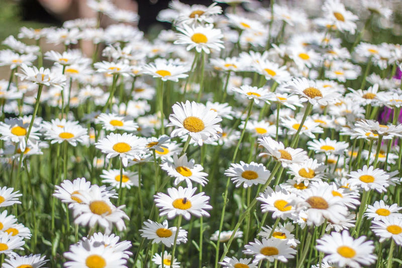 15) Leucanthemum (Shasta Daisy) 1) Bearded Iris, 2) Rudbeckia Hirta (Black-Eyed Susan), 3) Hydrangeas, 4) Lavender, 6) Astereae (Asters), 7) Daffodils, 8) Monarda Didyma (Bee Balms), 9) Achillea (Yarrow), 10) Allium, 11) Tulips, 12) Solidago (Goldenrod), 14) Digitalis Dalmatian (Foxglove), 15) Leucanthemum (Shasta Daisy), 16) Stonecrop (Sedum), 17) Daylily (Hemerocallis), 18) Phlox, 19) Lupines, 20) Echinacea (Coneflowers), 21) Butterfly Bush (Summer Lilacs), 22) Hostas, 23) Mother of Thyme, 24) Clematis, 25) Amsonia (Blue Star), 26) False Indigo (Baptisia), 27) Coreopsis (Tickseed), 28) Salvias (Sage)