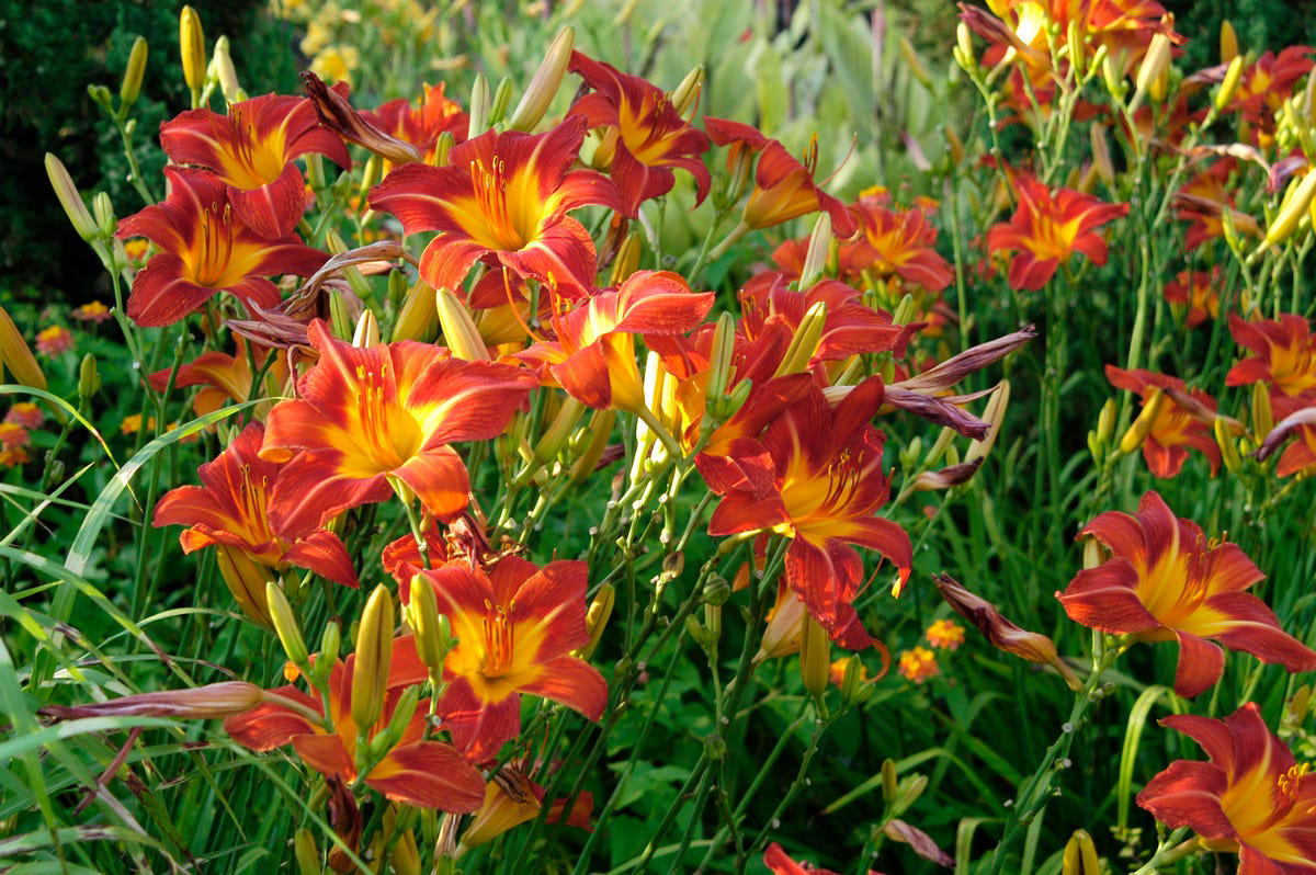 17) Daylily (Hemerocallis) 1) Bearded Iris, 2) Rudbeckia Hirta (Black-Eyed Susan), 3) Hydrangeas, 4) Lavender, 6) Astereae (Asters), 7) Daffodils, 8) Monarda Didyma (Bee Balms), 9) Achillea (Yarrow), 10) Allium, 11) Tulips, 12) Solidago (Goldenrod), 14) Digitalis Dalmatian (Foxglove), 15) Leucanthemum (Shasta Daisy), 16) Stonecrop (Sedum), 17) Daylily (Hemerocallis), 18) Phlox, 19) Lupines, 20) Echinacea (Coneflowers), 21) Butterfly Bush (Summer Lilacs), 22) Hostas, 23) Mother of Thyme, 24) Clematis, 25) Amsonia (Blue Star), 26) False Indigo (Baptisia), 27) Coreopsis (Tickseed), 28) Salvias (Sage)