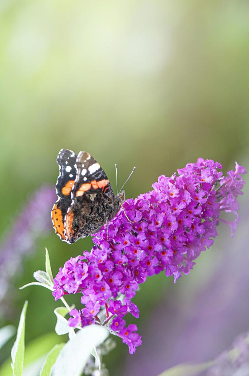21) Butterfly Bush (Summer Lilacs) 1) Bearded Iris, 2) Rudbeckia Hirta (Black-Eyed Susan), 3) Hydrangeas, 4) Lavender, 6) Astereae (Asters), 7) Daffodils, 8) Monarda Didyma (Bee Balms), 9) Achillea (Yarrow), 10) Allium, 11) Tulips, 12) Solidago (Goldenrod), 14) Digitalis Dalmatian (Foxglove), 15) Leucanthemum (Shasta Daisy), 16) Stonecrop (Sedum), 17) Daylily (Hemerocallis), 18) Phlox, 19) Lupines, 20) Echinacea (Coneflowers), 21) Butterfly Bush (Summer Lilacs), 22) Hostas, 23) Mother of Thyme, 24) Clematis, 25) Amsonia (Blue Star), 26) False Indigo (Baptisia), 27) Coreopsis (Tickseed), 28) Salvias (Sage)